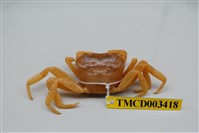 藏品(拉氏清溪蟹)的圖片